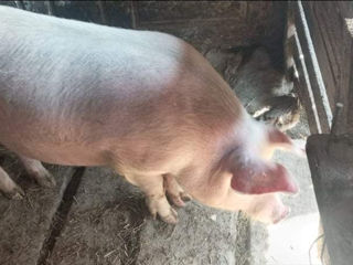 Porc crescut acasă 130-140 kg