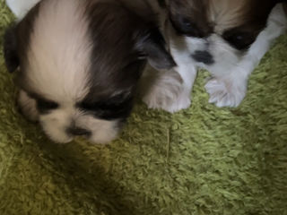 shih-tzu foto 2