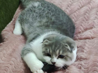 Чистокровный шотландский котёнок Scottish fold! Шоу класса! foto 3