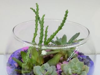 Sandy Store Expression Compozitii din flori vii suculente in vase de sticla. Avem in stoc si la  comanda,diferite dimensiuni