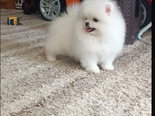 Крошки Mini toy Spitz Pomeranian