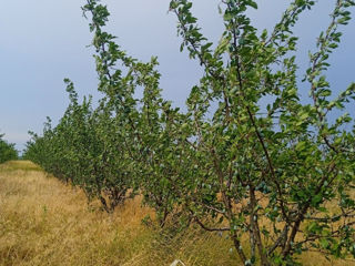 Varatic, Ialoveni, lot agricol foto 12