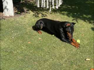 Doberman  foto 7