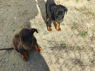 Se vând cățeluși Doberman foto 4