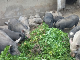 Porci vetnamezi la schimb pe ceriale