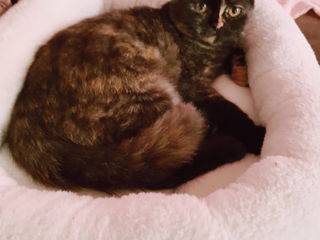 Vind Pisica Scottish Straight Tortie foto 6