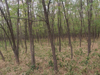 Vând teren pădure cu salcâm foto 9