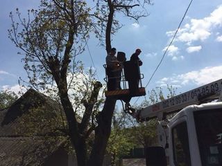 Удаление деревьев любой сложности вблизи построек с вывешиванием веток и ствола. foto 5