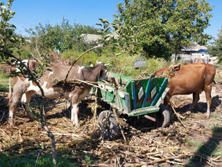 Vând 2 vaci! foto 1