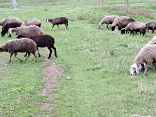 Vând oi de sămânță. foto 2