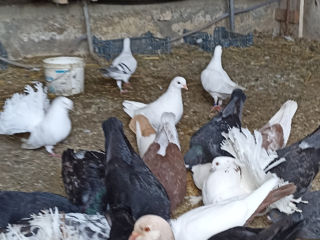 Hulubi ,porumbei.Schimb.  Puișori la 50 leibucata. foto 9