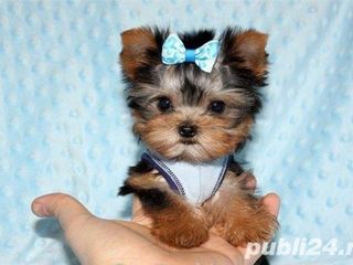 Cumpar catelus Yorkshire Terrier, fetita foto 1