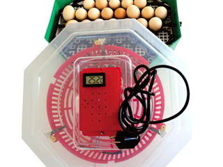 Incubator cu dispozitiv de intoarcere oua si termometru cleo5dt/ inc3  / livrare / garantie 2 ani foto 1