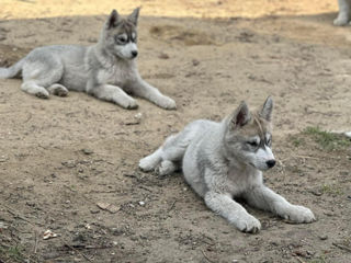 Husky cățeluși foto 1