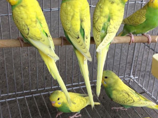 Papagalii foto 1