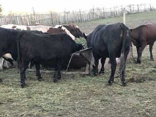 Cumpăr animale la carne vaci buhai cai oi foto 2