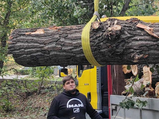 Taierea/defrisarea/aranjarea copacilor, amenajarea coroanei! Avem in dotare mașini Autoturn! foto 7