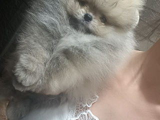 Срочно!!!spitz pomeranian(mini toy) foto 2