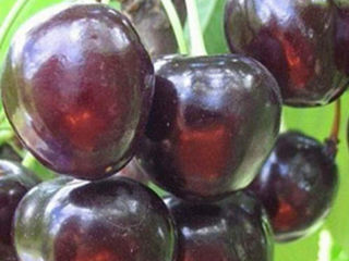 Vind pomi fructiferi -Persic,Cireş,Vişin foto 4