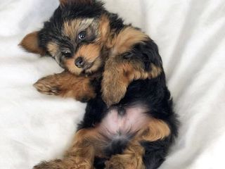 Yorkshire Terrier / Йорк / Йоркширский терьер foto 3