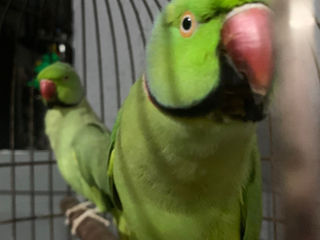 Продам двух ожереловый попугаев