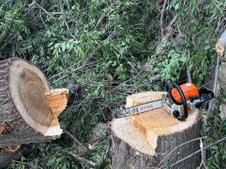 Tăiem copaci. Defrișarea copacilor. Спил деревьев любой сложности по всей Молдавии.