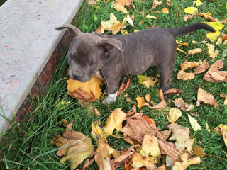 American Bully foto 10