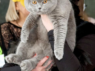 Monta, cu un motan superb de rasa pura scottish fold foto 3