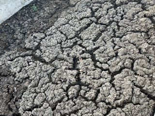 Vindem în jur de 200 tone  de îngrășăminte (baligă de vacă) foto 1