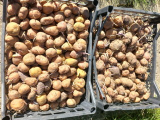 Семена картошки для посадки