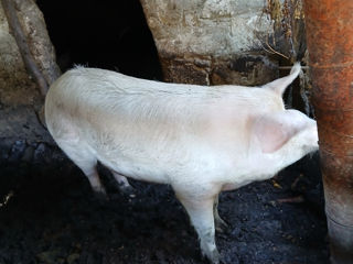 Porci de vînzare