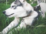 Husky Siberian-împerechere