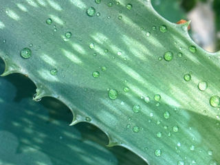 Aloe Vera Chișinău 068205178 foto 2