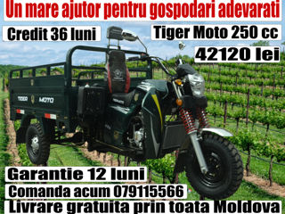 Tiger 2024 Livrare ! foto 8