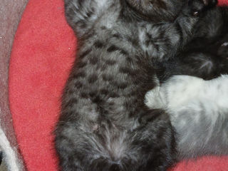 Scottish fold foto 4