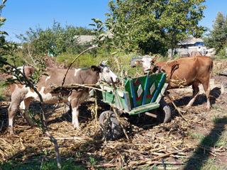 Vând 2 vaci! foto 2