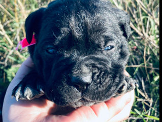 Кане-корсо Cane corso foto 3