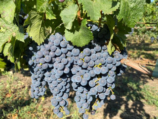 Poama Cabernet Sauvignon foto 7