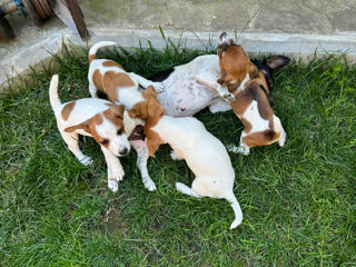 Câinișori Jack Russel Terrier foto 10