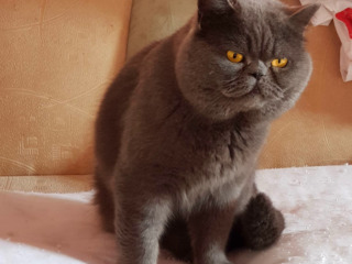 Motan British Shorthair Blue pentru montă foto 4