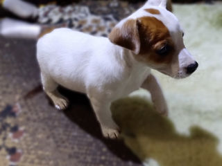 Jack Russell foto 6