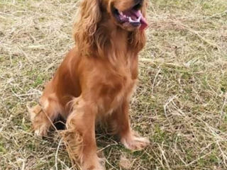 Cocker Spaniel foto 2