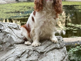 Кавалер чарльз кинг спаниель Cavalier King Charles Spaniel foto 3