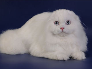 Вязка с элитным высокопородистым котом. Белоснежный скоттиш фолд с голубыми глазами. Кот элитный!