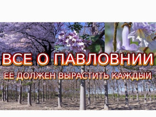 Paulownia(Павловния) tomentosa! Заказ на МАЙ 2025! foto 2