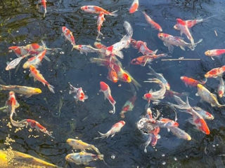 Peste Goldfish Commun și Shubunkin la vânzare