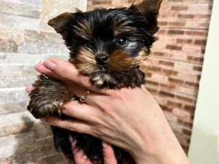 Yorkshire terrier la vânzare/ Йоркширский терьер на продажу foto 2