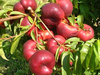 Pomi fructiferi -  persic , prun , vișin ,cais ,cireș , prasad ...