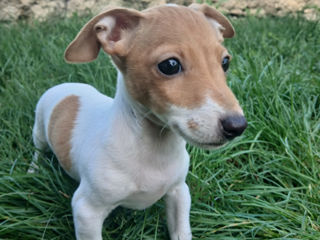 Jack Russell Terrier