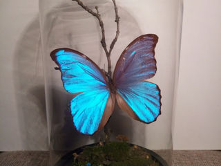 Природные композиции с настоящими  бабочками у вас дома или офисе.